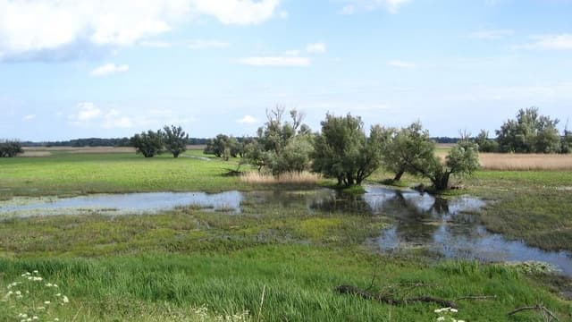 Guided tour of Kopacki Rit Nature Park and the town of Osijek
