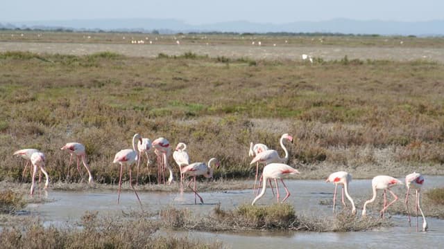 The Camargue