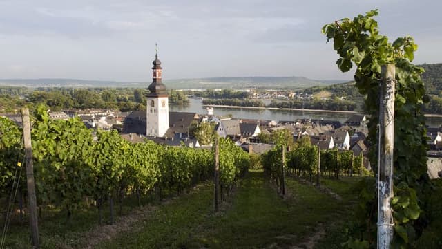 Hiking through the vineyards in Rudesheim