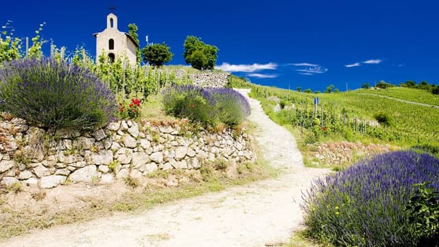 Tain l&#39;Hermitage, Wine tasting