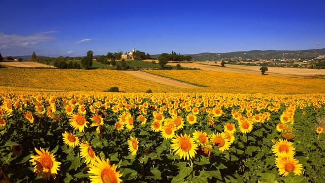 The Tuscan countryside