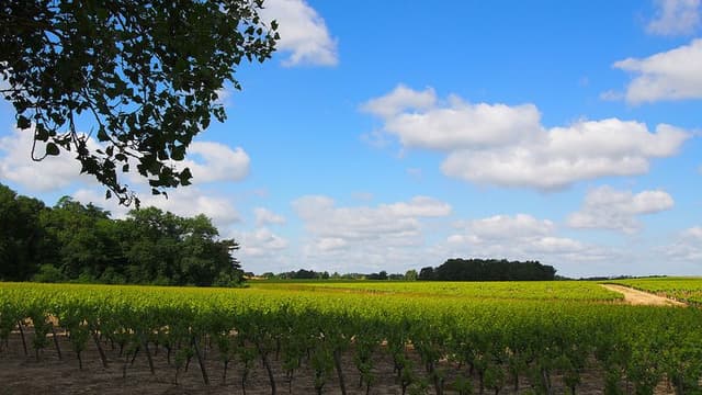 The Muscadet Region