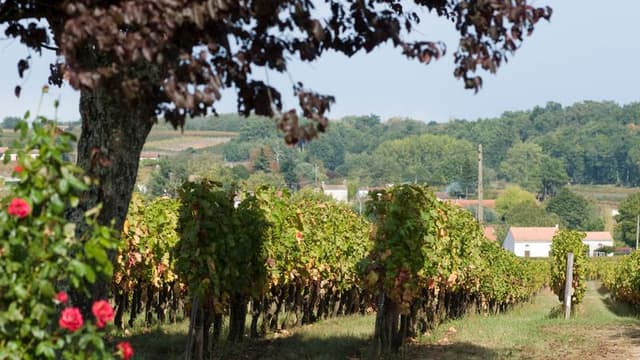 M&#233;doc Grands Crus discovery tour