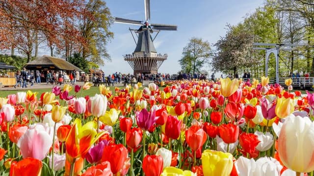 Excursion to the Keukenhof Gardens