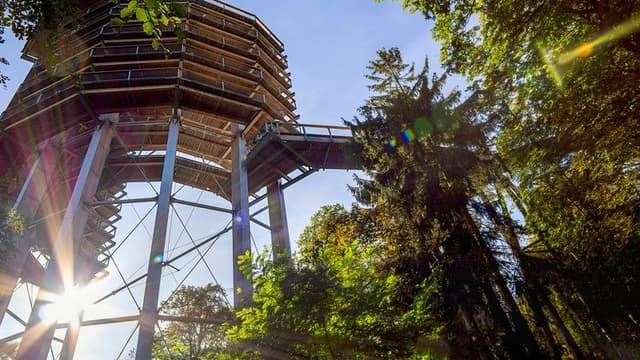 The Treetop Walk in the Black Forest