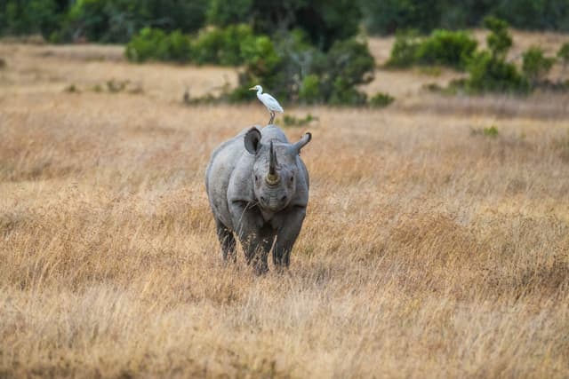 Safari in Search of Africa&#8217;s Black Rhino&#160;(optional excursion)