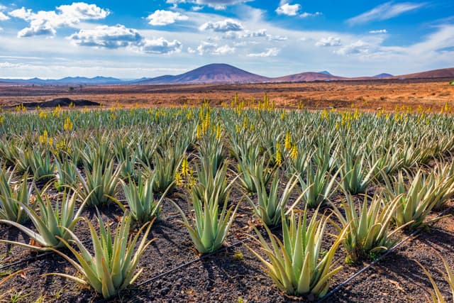 The Secrets of Fuerteventura Island