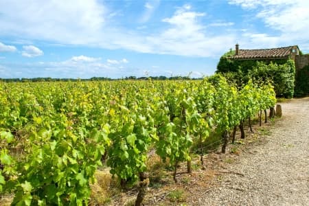 A cruise in Aquitaine : the great wines of Southern France (port-to-port cruise)